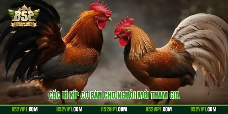 Các bí kíp cơ bản cho người mới tham gia