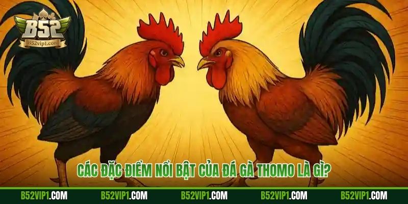 Các đặc điểm nổi bật của đá gà Thomo là gì?