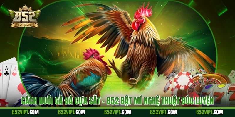 Cách Nuôi Gà Đá Cựa Sắt - B52 Bật Mí Nghệ Thuật Đúc Luyện