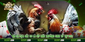 Đá Gà Cựa Sắt C3 Là Gì? Đấu Trường Sinh Tử Tại B52
