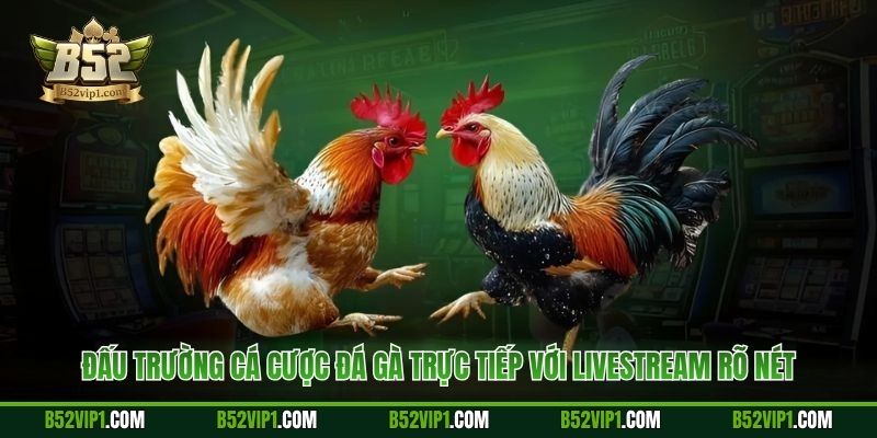 Đấu trường cá cược đá gà trực tiếp với livestream rõ nét
