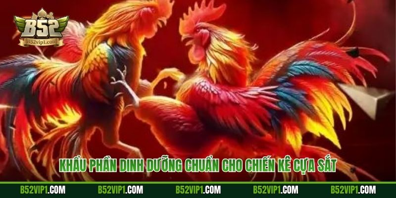 Khẩu phần dinh dưỡng chuẩn cho chiến kê cựa sắt