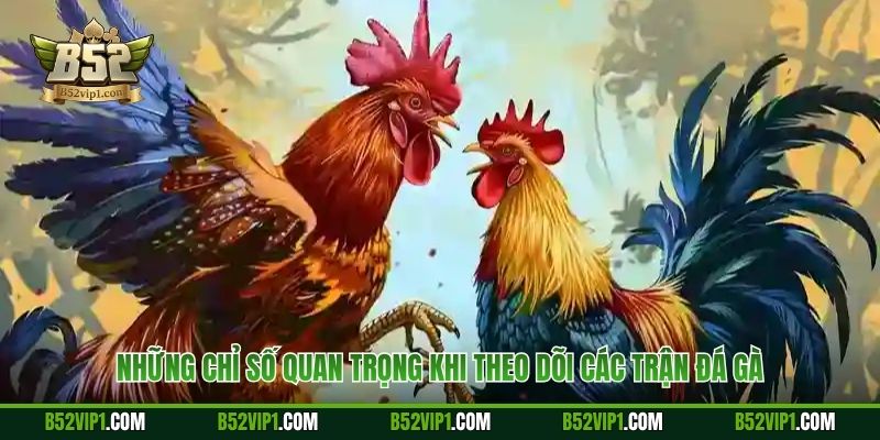 Những chỉ số quan trọng khi theo dõi các trận đá gà