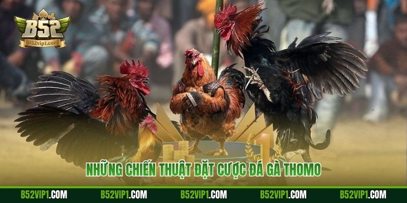 Những chiến thuật đặt cược đá gà Thomo