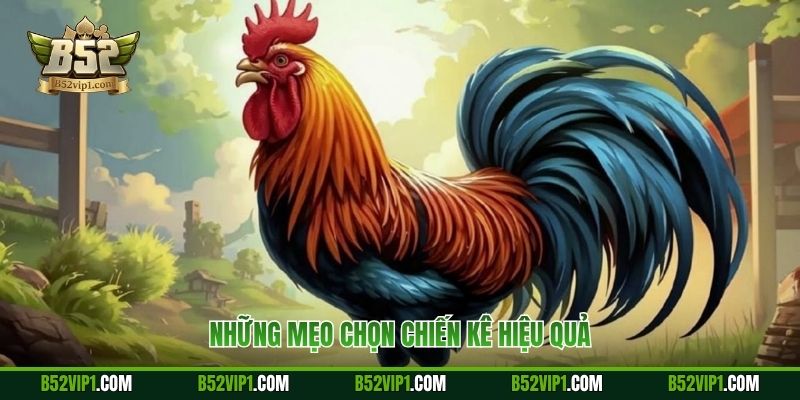 Những mẹo chọn chiến kê hiệu quả