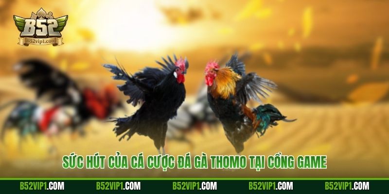 Sức hút của cá cược đá gà Thomo tại cổng game